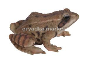 Жаба L15 W12 H7,4см (ПОЛИСТОУН)