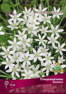 Птицемлечник Баланза 10шт (5-6, h25см)