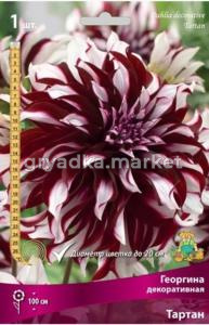 Георгина Тартан 1шт крупный!