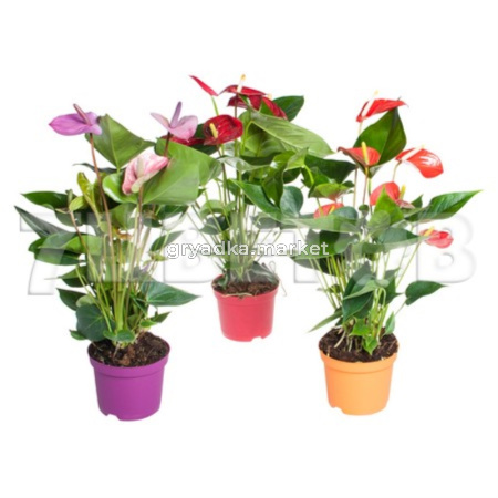 Антуриум андрианум Микс, пал. (D-12)