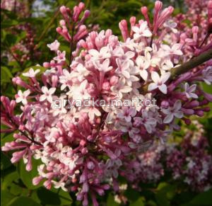 Сирень мелколистная  Суперба С3 ГлХ-22