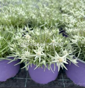 Эдельвейс альпийский Май сноу (Лавандовая ферма)