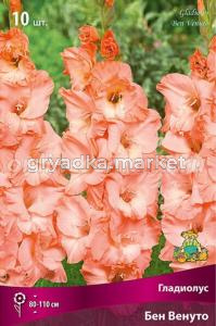 Гладиолус крупноцветковый Бен Венуто 10шт (розово-лососевый с мягким персиковым отливом, 10-12)