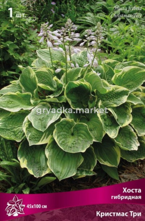 Хоста гибридная Крисмас Три 1шт