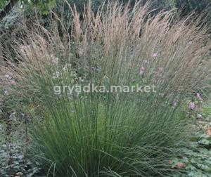 Молиния голубая 