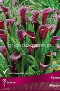 Калла Макао 2шт (винно-бордовый) 