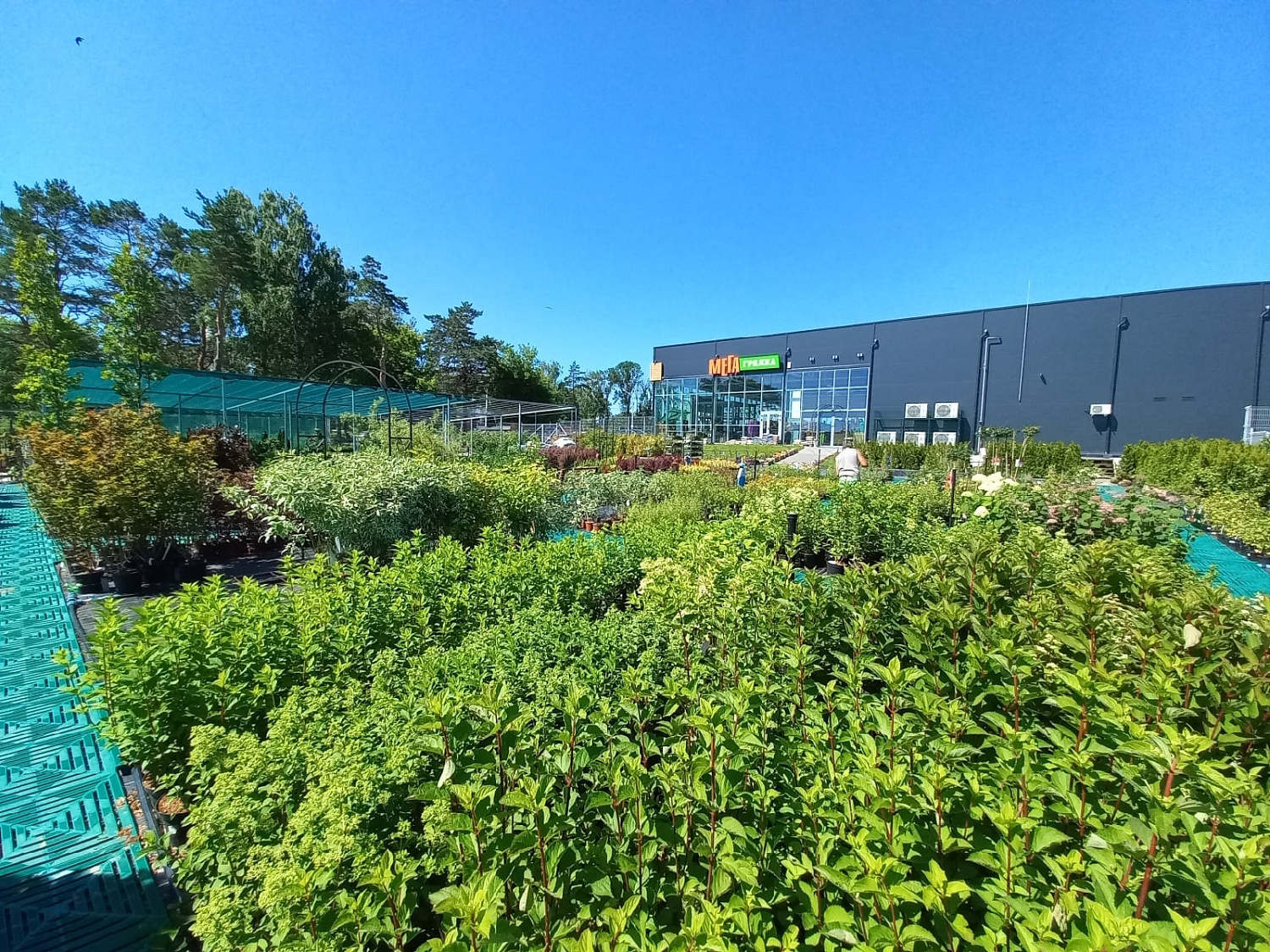 Секреты успешного выращивания саженцев: от выбора почвы до ухода