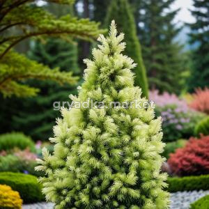 Ель канадская Дейзис Вайт C 7,5 40-60 1