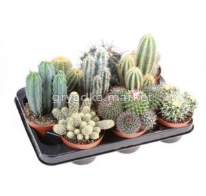 Кактус Микс С10,5 Н22,5