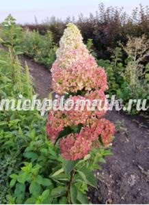Гортензия метельчатая Фрайз мельба (Питомник Грезневых)