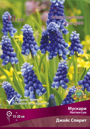 Мускари Неглектум Джойс Спирит (10шт, синие с белой окантовкой, 7-8) Мускари Неглектум Джойс Спирит (10шт, синие с белой окантовкой, 7-8)