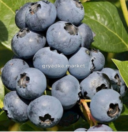 Голубика Сиерра С3 (Питомник Чернова)