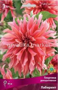 Георгина декоративная Лабиринт (ярко-розовый центр, с кремово-розовыми краями, лепестки под, 1шт, I)