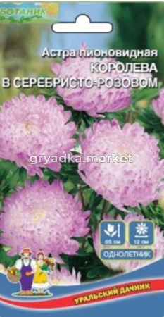 Астра пионовидная Королева гигантов в серебристо-розовом (УД)