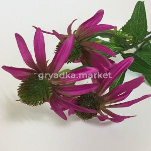 цветок иск.эхинацея