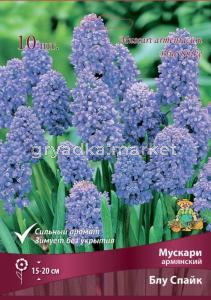 Мускари Армянский Блу Спайк (голубой, махровый, 10шт, 7-8)