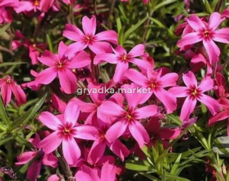 Флокс шиловидный Скарлет Флейм C3 (Питомник Малахит)