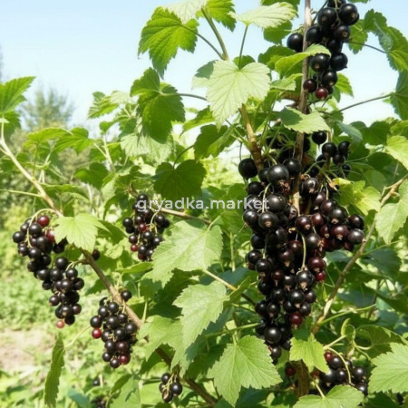 Смородина черная Геркулес (САД)
