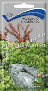 Молодило кровельное (ЦВ) (