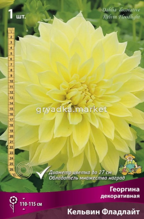 Георгина декоративная Кельвин Фладлайт (110см, диаметр 27см, крупный, сливочно-желтый)