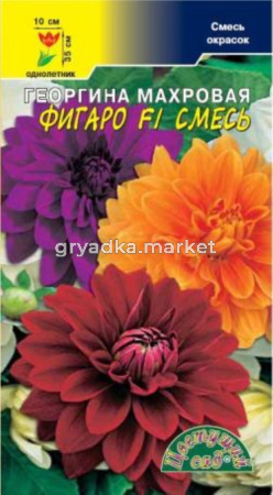 Георгина Фигаро F1 Смесь махровая Цвет сад
