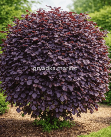 Скриншот 21-04-2026 132530