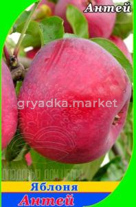 Яблоня Антей 2020 гп зимний сорт пакет (V13)