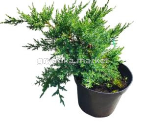 Можжевельник Пфитцериана Глаука (Juniperus Pfitzeriana Glauca С3)