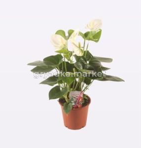 Антуриум андреанум Ариса Сноу 4+ С12 H40