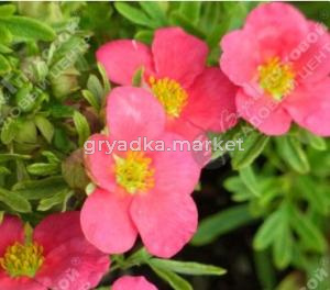 Скриншот 16-04-2026 100106