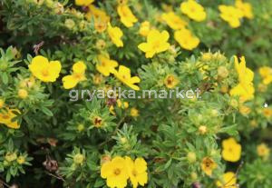 Лапчатка кустарниковая Goldfinger с3
