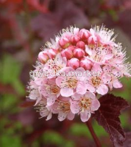 Пузыреплодник калинолистный Шух С3