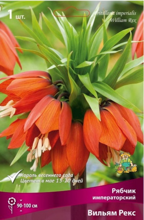 Рябчик (Фритиллярия) Императорский Аврора 1шт ( оранжевый, 20-24, h100см) Рябчик (Фритиллярия) Императорский Аврора 1шт ( оранжевый, 20-24, h100см)