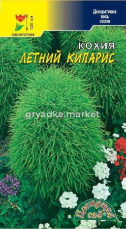 Кохия Летний кипарис Цвет.сад.