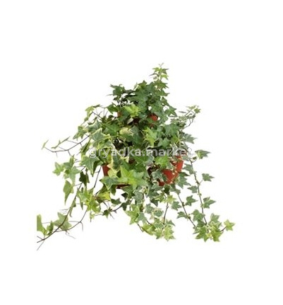 Скриншот 18-02-2026 132239