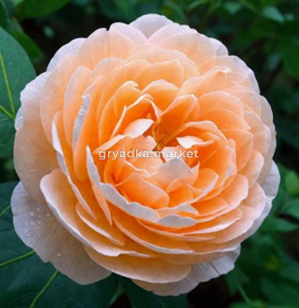 Роза английская Роальд Даль v5 Lav