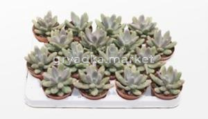 Пахифитум Даймонд, комп. (D-9)