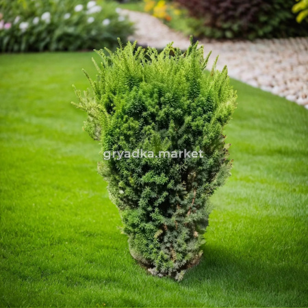 Тис средний Хикси C 7,5 60-80 1