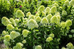 Гортензия метельчатая (Hydrangea paniculata Limelight PBR) C5 Н60 - 80