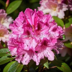 Рододендрон гибридный Космополитен C5 1