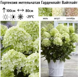 Гортензия метельчатая Гарденлайт Вайтлайт С3 ГлХ
