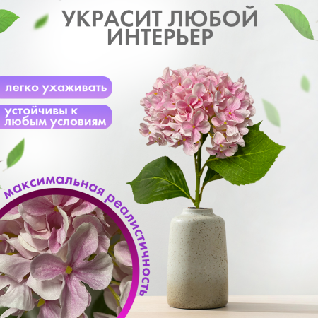 гортензиярозовая3 гортензиярозовая3