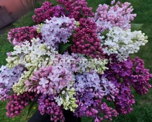 Сирень !!! С5