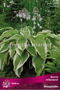 Хоста гибридная Моерхейм 1шт.
