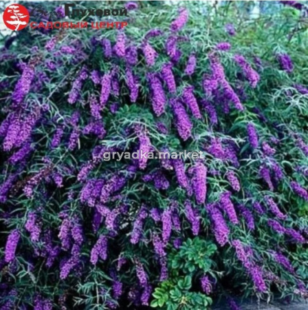 Буддлея Давида Блек Найт 45-60 С7,5 БАл (цветки фиолетовые)