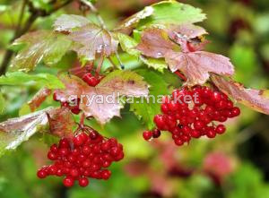 Калина обыкновенная с3