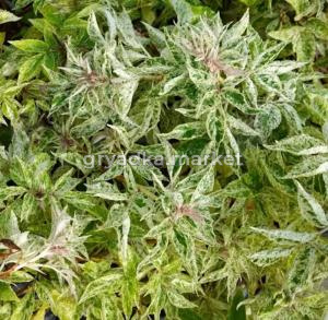 Бузина черная Пулверулента 30-50 С3 ГлХ