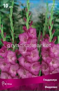 Гладиолус Фиделио 10шт 10-12
