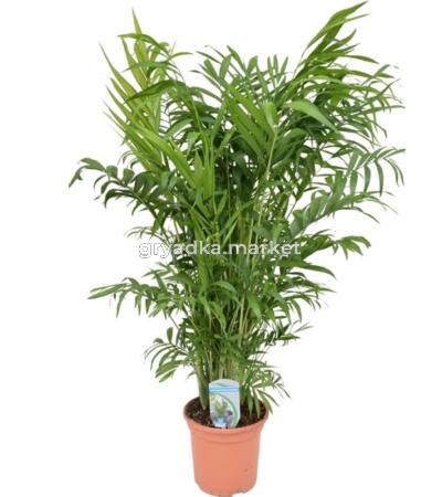 Хамедорея Элеганс 20см
