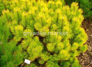 Сосна горная (Pinus mugo Zundert) С2 Н40-50 